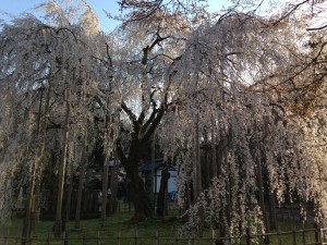 写真 2014-04-05 16 32 06
